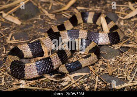 Serpent krait à bandes, Bungarus fasciatus, serpent très venimeux dans la nature Banque D'Images