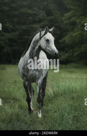 cheval arabe sur la prairie Banque D'Images