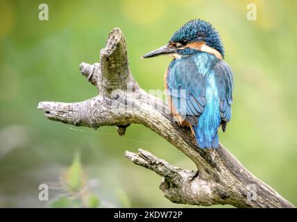 Chasse au lac de Kingfisher au Royaume-Uni. Les pêcheurs de la royauté habitent des rivières ou des cours d'eau peu profonds et lents qui sont assez propres pour soutenir les poissons. Banque D'Images