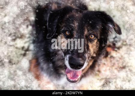 Shepherd-Hovawart Banque D'Images