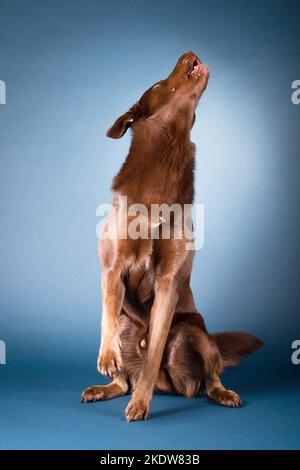 Labrador Retriever pour adultes Banque D'Images