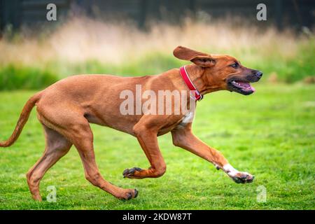 Chiot Ridegback de Rhodésie âgé de six mois. Ce chiot est légèrement fauve de couleur et court de gauche à droite. Banque D'Images