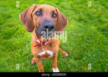 Chiot de six mois Rhodésie Ridegback regardant vers l'appareil photo - les yeux du chiot. Super mignon, fauve de couleur. Banque D'Images