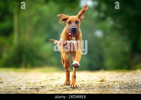 Chiot Rhodésien Ridegback âgé de six mois en route vers l'appareil photo avec les pattes avant vers le haut aussi, fauve en couleur. Banque D'Images