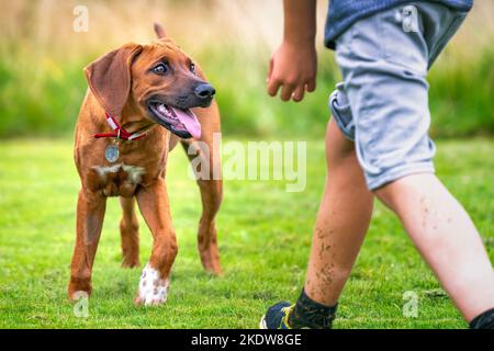 Chiot Ridegback de Rhodésie âgé de six mois. Ce chiot est un fauve léger de couleur et se dirige vers son propriétaire obscurci. Banque D'Images