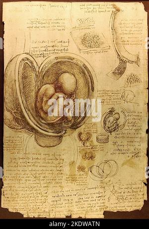 Titre: Etudes du foetus dans l'utérus Créateur: Leonardo da Vinci Date: c.1510-13 Dimensions: 30,4 x 22 cms Moyen: Stylo et encre avec laques rouges et noires sur papier lieu: Collection Royale Banque D'Images