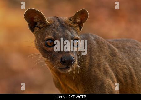 Fossa - Cryptoprocta ferox mammifère à queue longue endémique à Madagascar, famille des Eupleridae, apparenté à la civette malgache, le plus grand carnivore de mammifères Banque D'Images