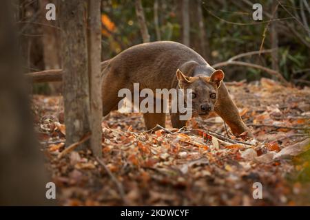 Fossa - Cryptoprocta ferox mammifère à queue longue endémique à Madagascar, famille des Eupleridae, apparenté à la civette malgache, le plus grand carnivore de mammifères Banque D'Images