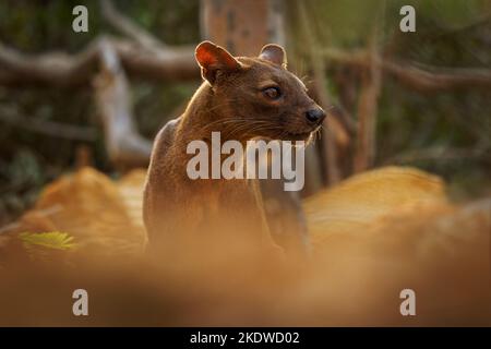 Fossa - Cryptoprocta ferox mammifère à queue longue endémique à Madagascar, famille des Eupleridae, apparenté à la civette malgache, le plus grand carnivore de mammifères Banque D'Images