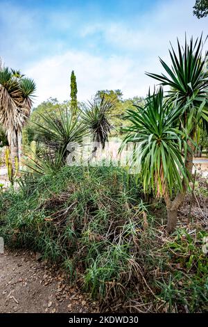 Cactus Garden en fin d'après-midi en automne | Californie Banque D'Images