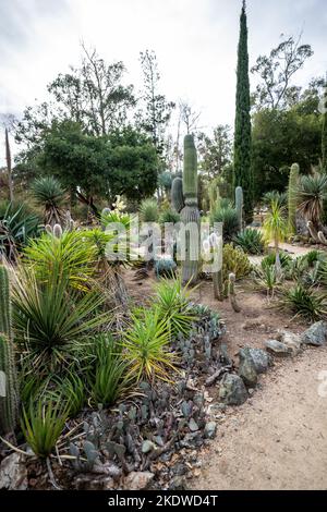 Cactus Garden en fin d'après-midi en automne | Californie Banque D'Images