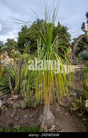 Cactus Garden en fin d'après-midi en automne | Californie Banque D'Images