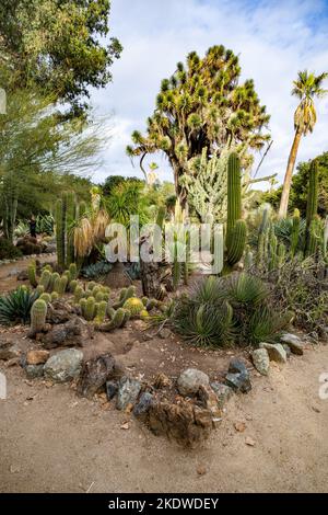 Cactus Garden en fin d'après-midi en automne | Californie Banque D'Images