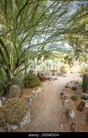 Cactus Garden en fin d'après-midi en automne | Californie Banque D'Images