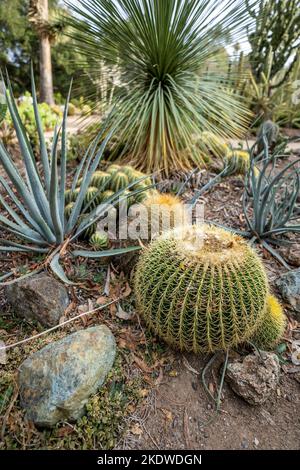 Cactus Garden en fin d'après-midi en automne | Californie Banque D'Images