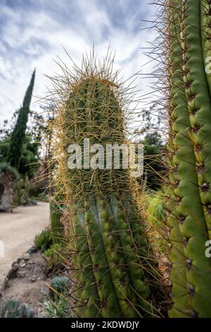 Cactus Garden en fin d'après-midi en automne | Californie Banque D'Images