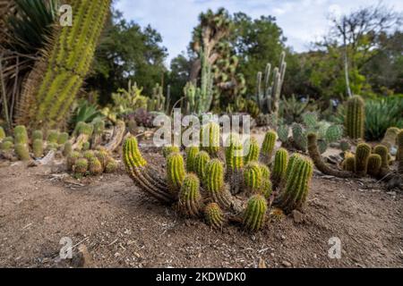 Cactus Garden en fin d'après-midi en automne | Californie Banque D'Images