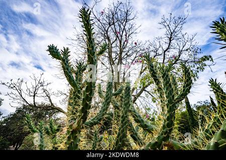 Cactus Garden en fin d'après-midi en automne | Californie Banque D'Images