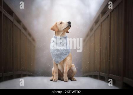 Labrador Retriever assis Banque D'Images