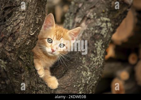 Chaton domestique sur un arbre Banque D'Images