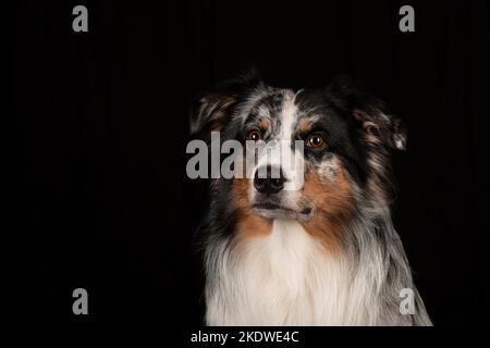 Portrait berger australien Banque D'Images