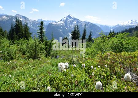 Bistri de l'ouest blanc, pompier violet et vert foncé sur le sentier Copper Ridge Trail dans le parc national de North Cascades. Banque D'Images