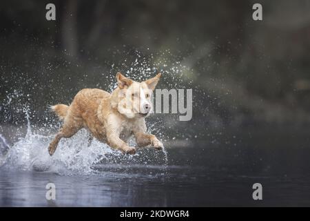 Saut à l'Australian-Shepherd-Labrador-Retriever Banque D'Images