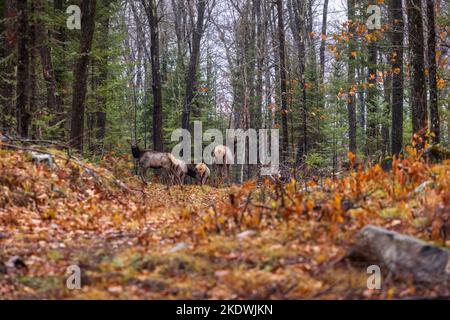 Troupeau de wapitis de Clam Lake dans le nord du Wisconsin. Banque D'Images