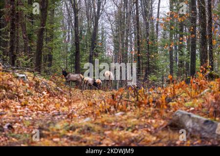 Troupeau de wapitis de Clam Lake dans le nord du Wisconsin. Banque D'Images