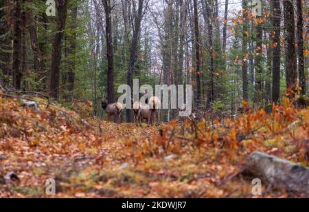 Troupeau de wapitis de Clam Lake dans le nord du Wisconsin. Banque D'Images