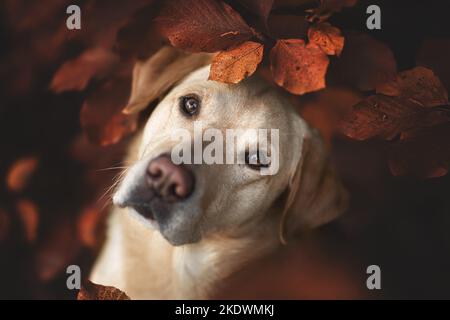 Labrador Retriever mâle Banque D'Images