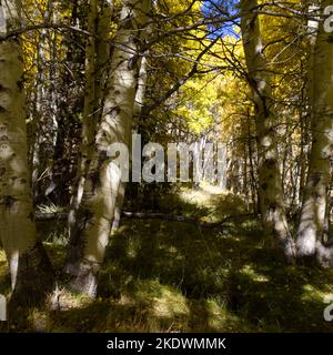 June Lake Loop Woods Banque D'Images