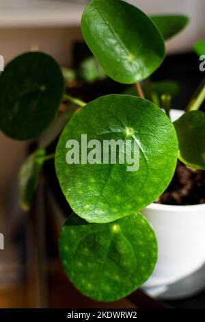 Centrale monétaire chinoise (pilea peperomioides) formant des rosettes vertes attrayantes. Banque D'Images