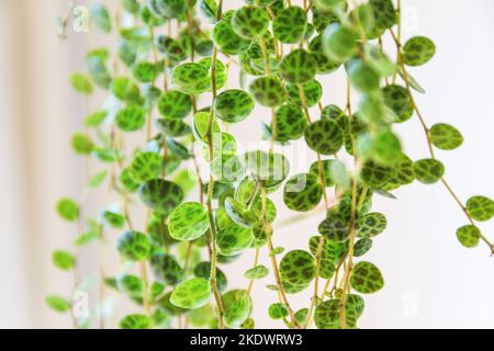 Peperomia prostrata aka 'Strouing of Turtas' sur fond blanc. Dainty feuilles à motifs peperomia maison de fuite dans un appartement moderne. Banque D'Images