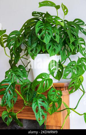 Plante de fromage suisse verte et luxuriante (monstera adansonii) avec fenesrations sur fond blanc. Belle maison sur fond blanc. Banque D'Images