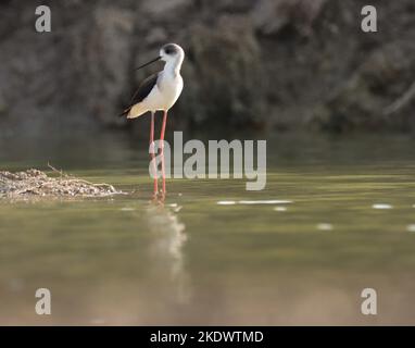 Pilotis à ailes noires debout dans l'eau. Himantopus himantopus. Oiseau au bord de la rivière. Oiseau en gros plan. Mangeoire à longues pattes. Oiseau d'eau. Oiseau de mer. Fond d'oiseau. Banque D'Images