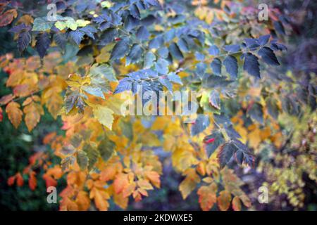 Odessa, Ukraine. 5th novembre 2022. Les couleurs de l'automne sont visibles dans le jardin botanique sur le boulevard Français. Jardin botanique de l'Université nationale d'Odessa nommé d'après Ilya Mishnikov. Plus de 3 000 types d'espaces verts sont présentés sur le territoire du jardin d'une superficie d'environ 16 hectares. Le jardin est une subdivision éducative de la Faculté de Biologie de l'Université, sur sa base diplôme et les études de terme sont effectuées chaque année, le personnel scientifique du jardin participe au processus éducatif.en 1963, le jardin botanique a reçu le statut de parc-monument de terre Banque D'Images