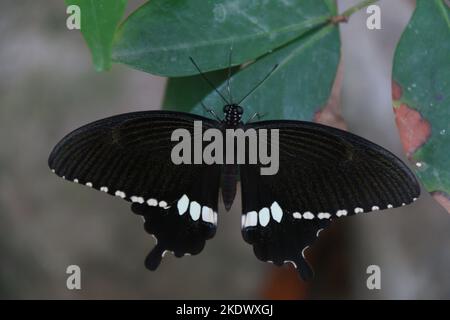 Insectes au Sri Lanka, visitez le Sri Lanka Banque D'Images