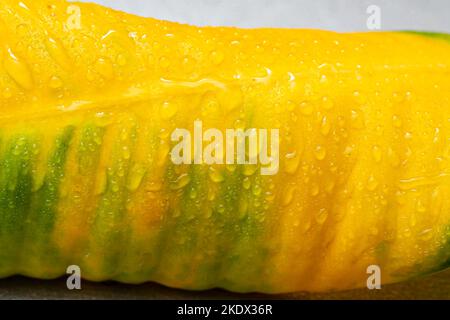 L'eau tombe sur une feuille de ficus jaunée. Gros plan sur la mise au point douce. Banque D'Images