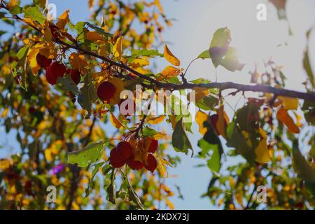 Gros plan des feuilles d'automne et des fruits rouges contre le ciel bleu Banque D'Images