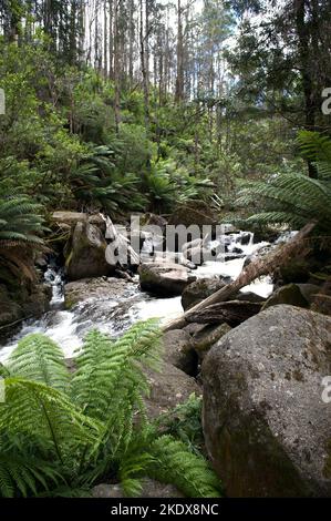 La rivière Taggerty est courte et sauvage - courant à 18 km de la montagne du lac jusqu'à la rivière Steavenson près de Marysville, dans la Yarra Ranges NAT. Stationnement. Banque D'Images