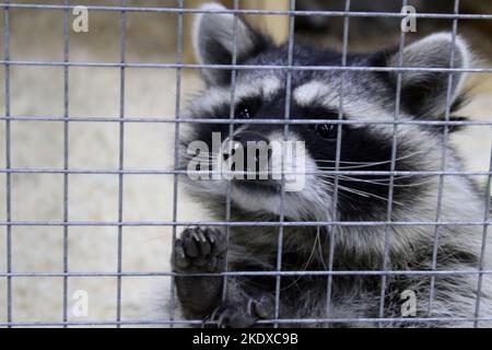 Raton laveur noir et blanc en gros plan qui se tient aux bars du zoo avec ses pattes. Concept de Journée de protection des animaux Banque D'Images