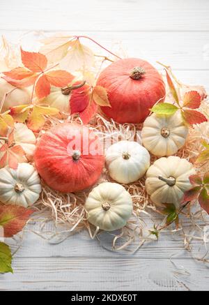 Thanksgiving ou récolte plantez avec des citrouilles sur fond de bois blanc. Concept automne. Décor de vacances. Banque D'Images