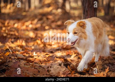 Border collie chien dans la forêt d'automne. Banque D'Images