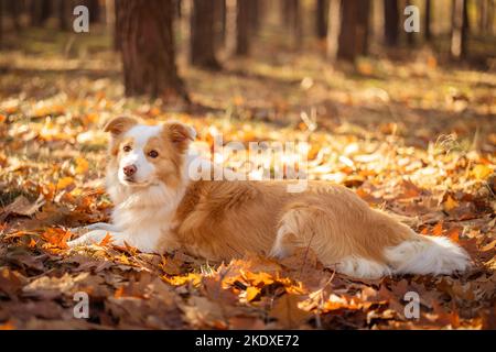 Border collie chien dans la forêt d'automne. Banque D'Images