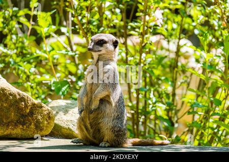 mongoose dans le zoo local. posant pour photo.playing sur terre. Banque D'Images