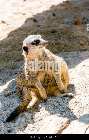 mongoose dans le zoo local. posant pour photo.playing sur terre. Banque D'Images