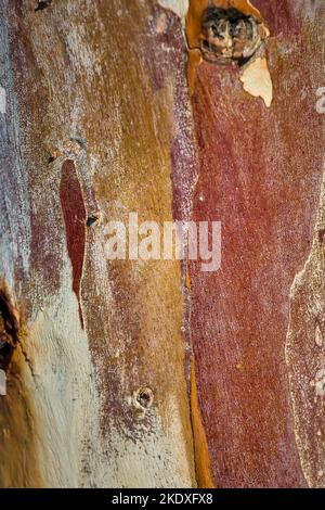 Arbre Bark. Gros plan extrême. Couleurs abstraites, textures et motifs sur l'arbre . Banque D'Images