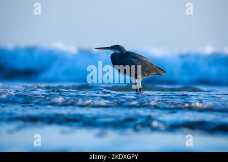 Magnifique support d'oiseau de héron gris dans l'océan eau nature fond. Heron sur la plage. Vue sur un oiseau. Surface des vagues. Des vagues déferlantes. Banque D'Images