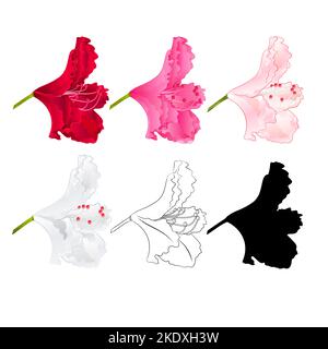 Fleur rhododendron arbuste de montagne rouge, rose, rose clair, blanc , contour et silhouette sur un fond blanc vintage fleur huit illustration vectorielle Illustration de Vecteur